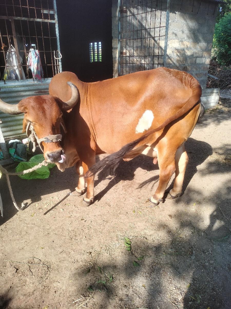 થંબનેલ 2