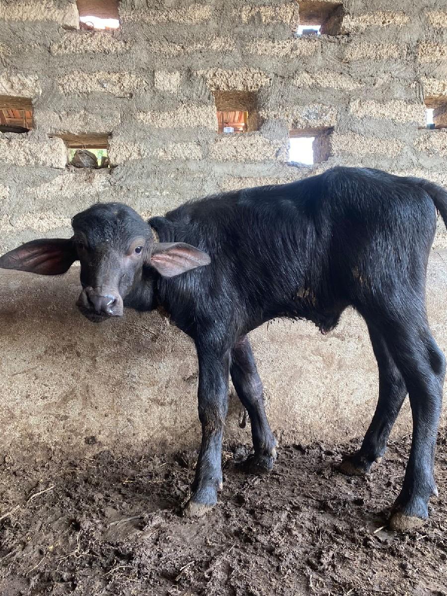 ભાવ માં ફેરફાર થઈ જશે