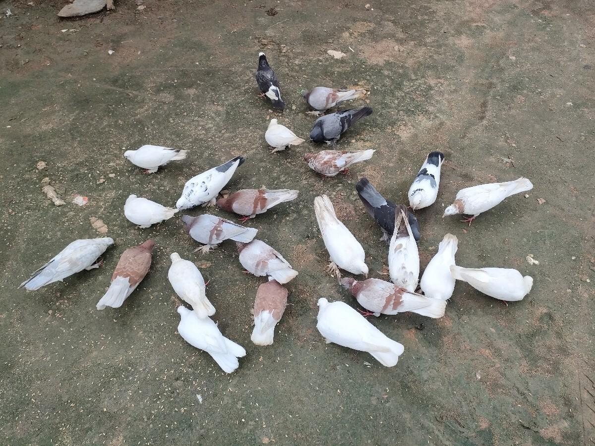 થંબનેલ 2