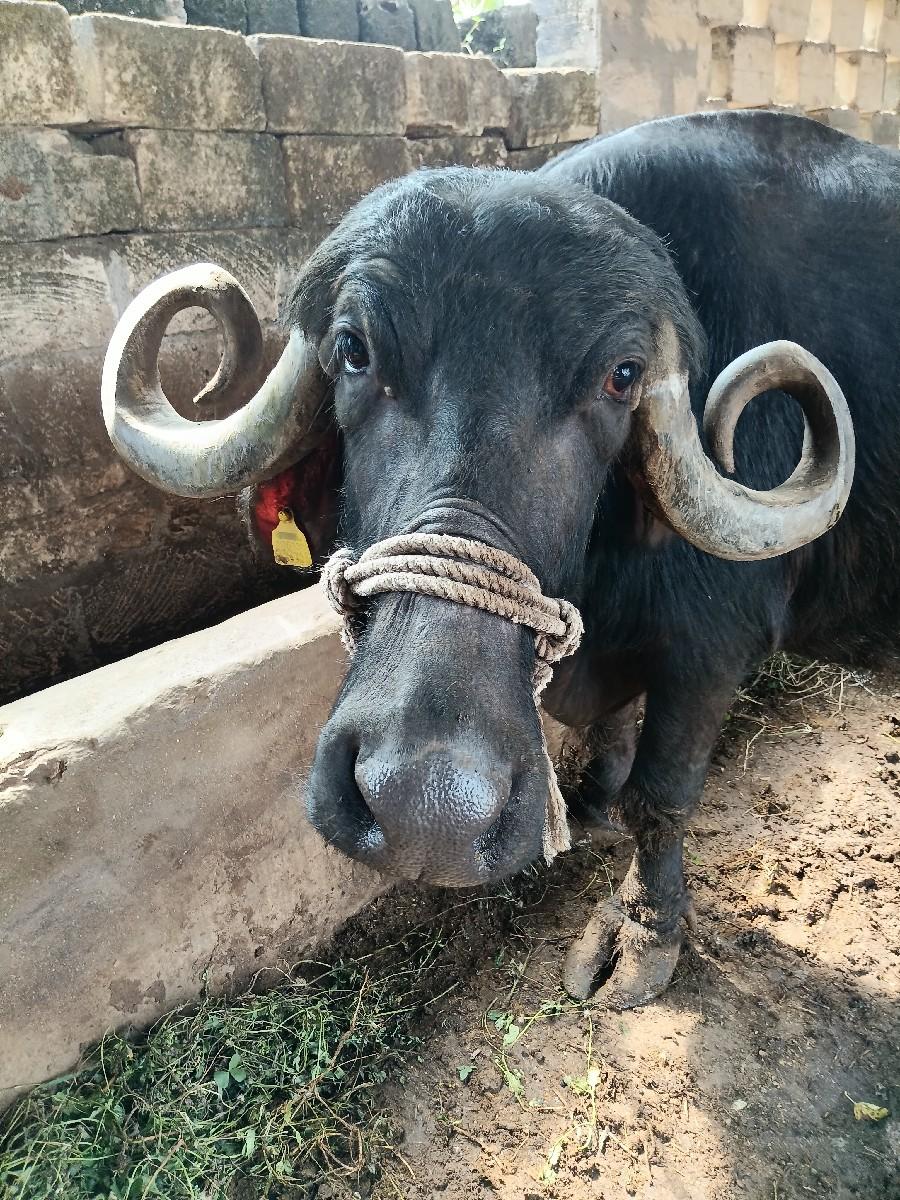 આ ભેંસ વેચવાની છે