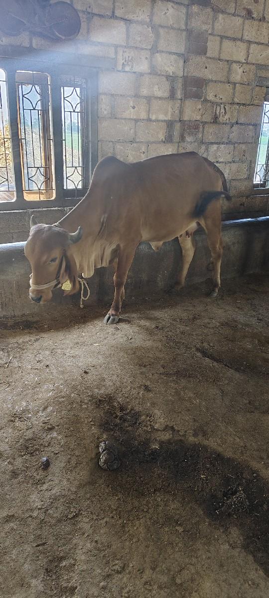 થંબનેલ 2