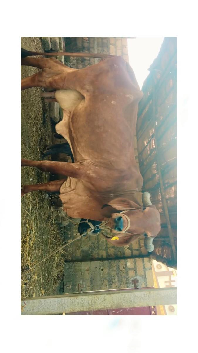 થંબનેલ 3