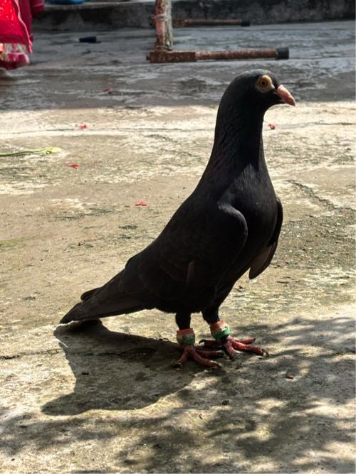 ઓરિજનલ મદ્રાસી નર કબૂતર