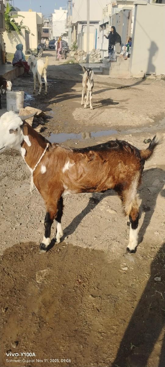 1.3 વરસ નો છે