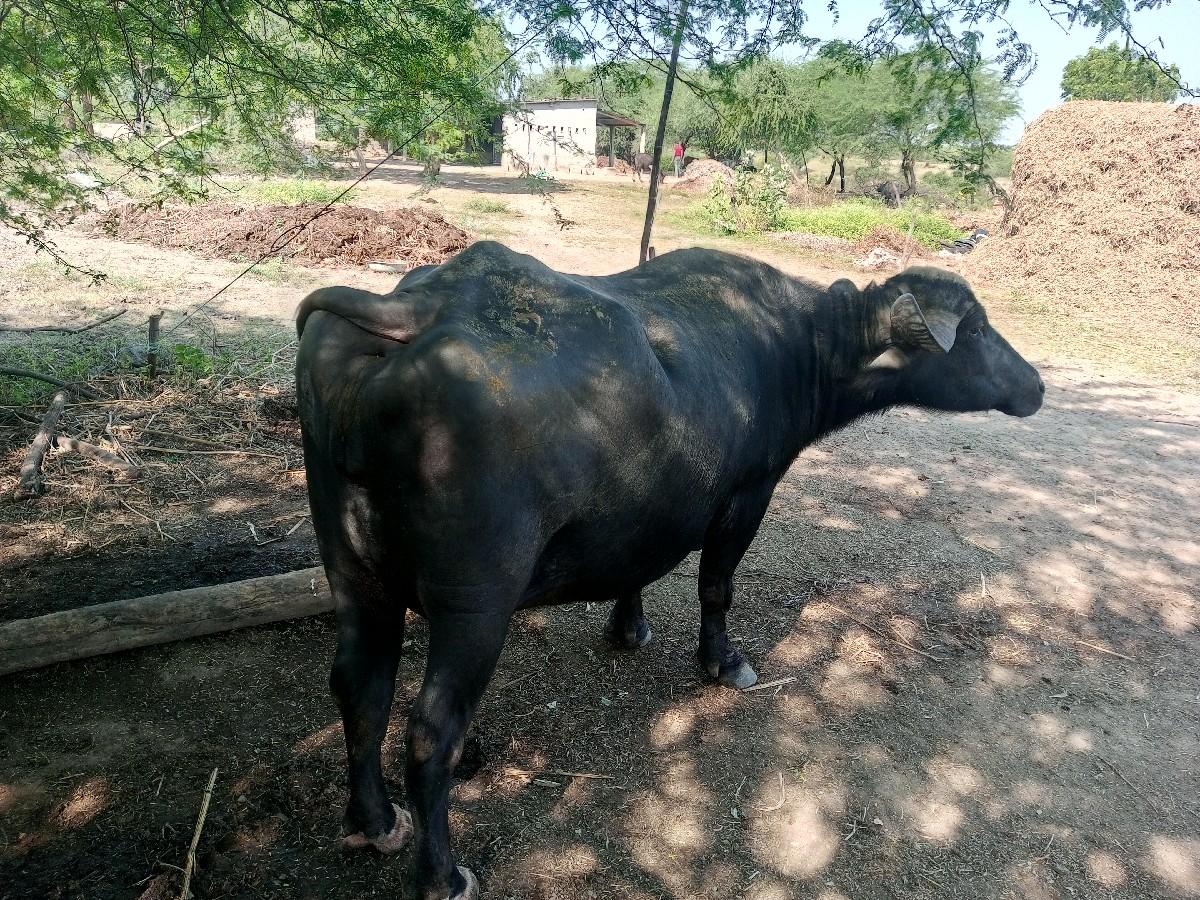 થંબનેલ 3