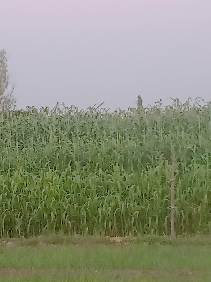 જવાર ના લીલા નો ઘેરો વેચવાનો છે