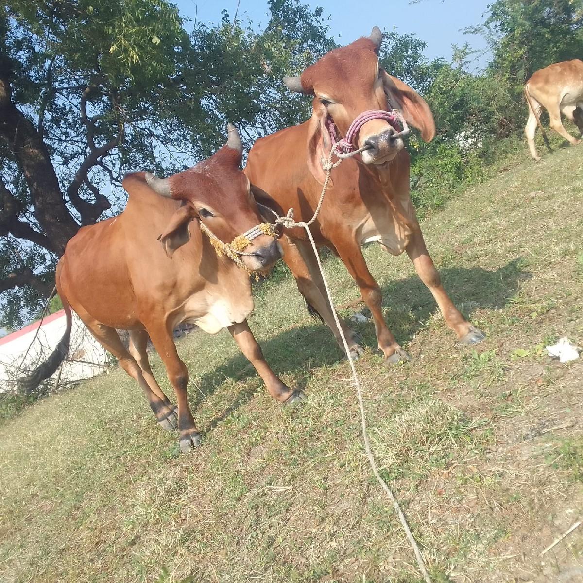 थंबनेल 3