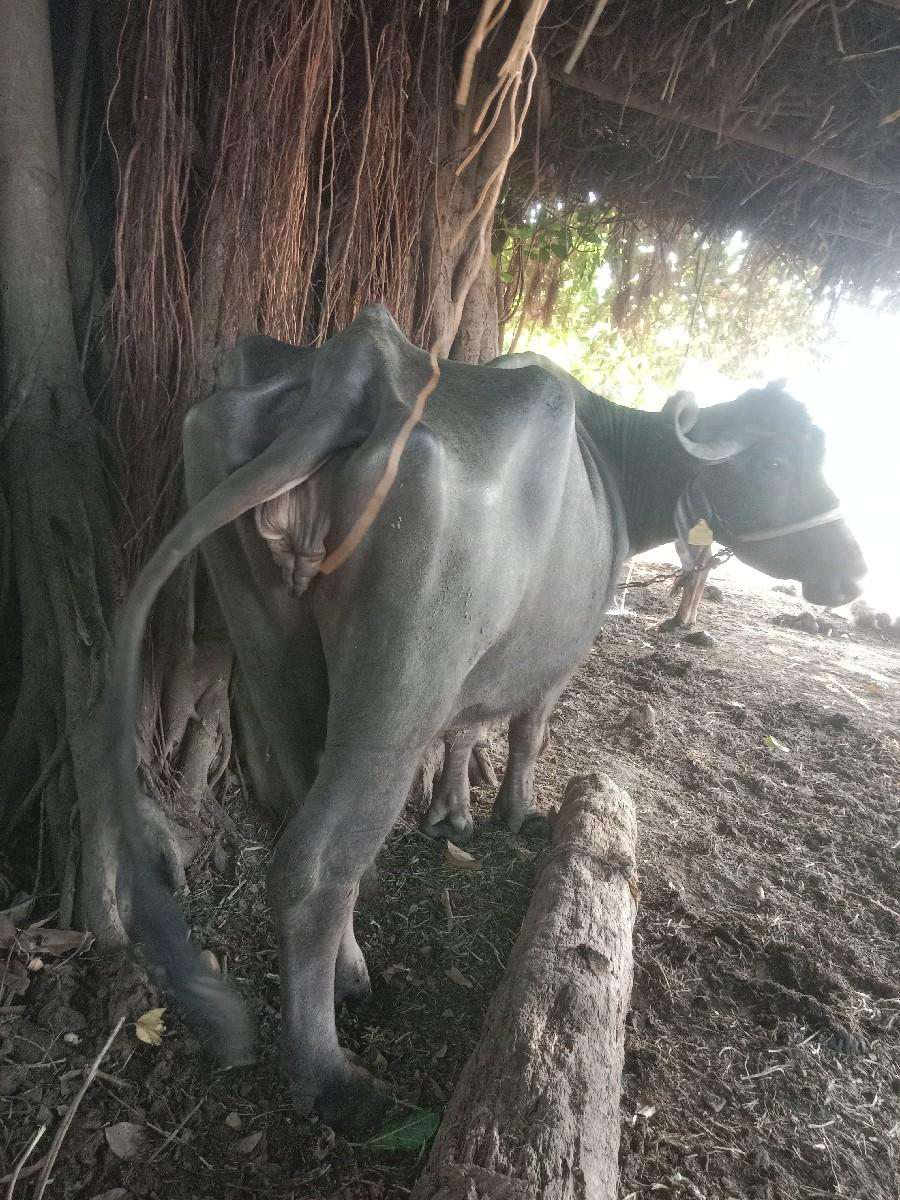 થંબનેલ 3