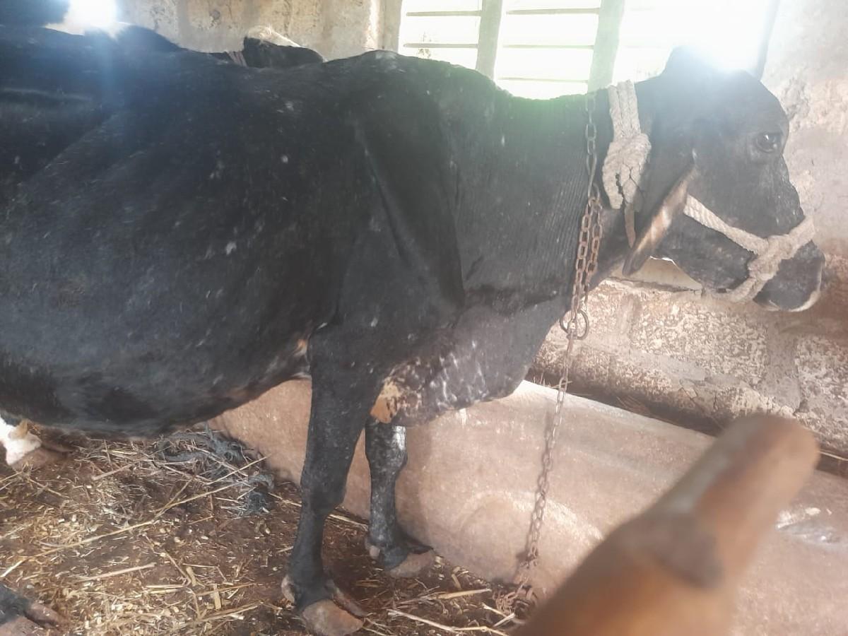 એચેફ ગાય