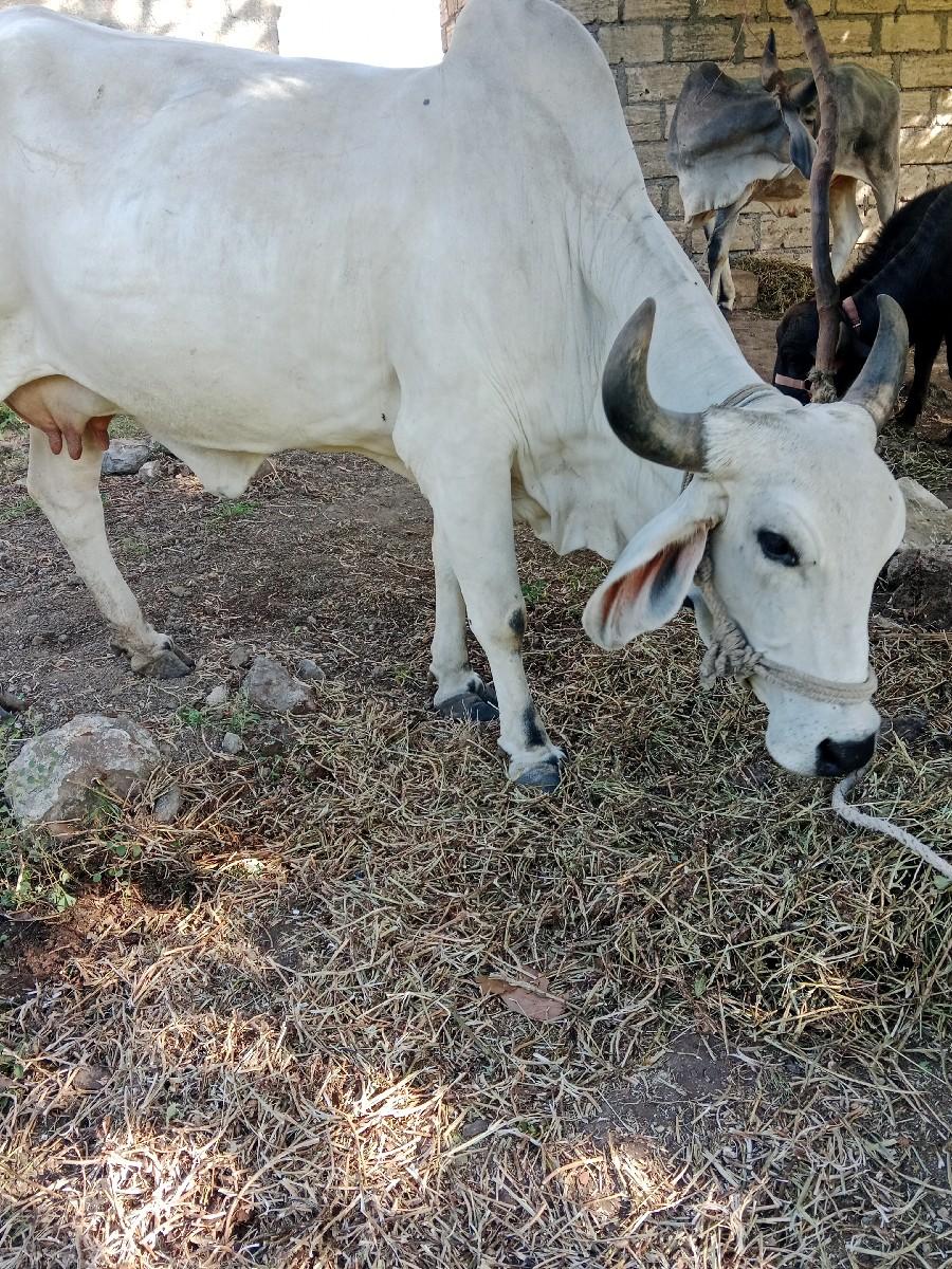 ગાય વેચવાની છે