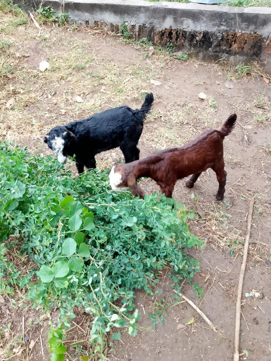 થંબનેલ 2