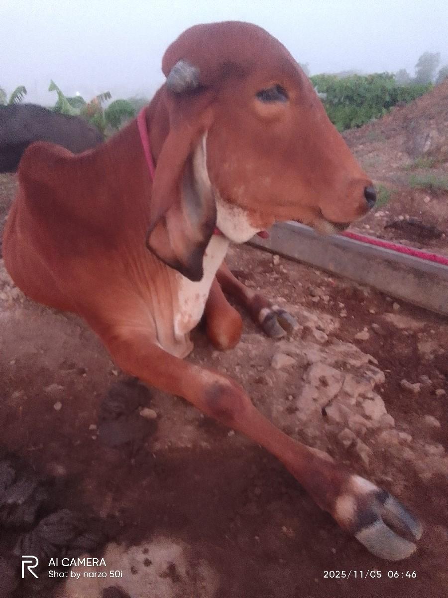 વાછડી વેચવાની છે જવાબદારી છે