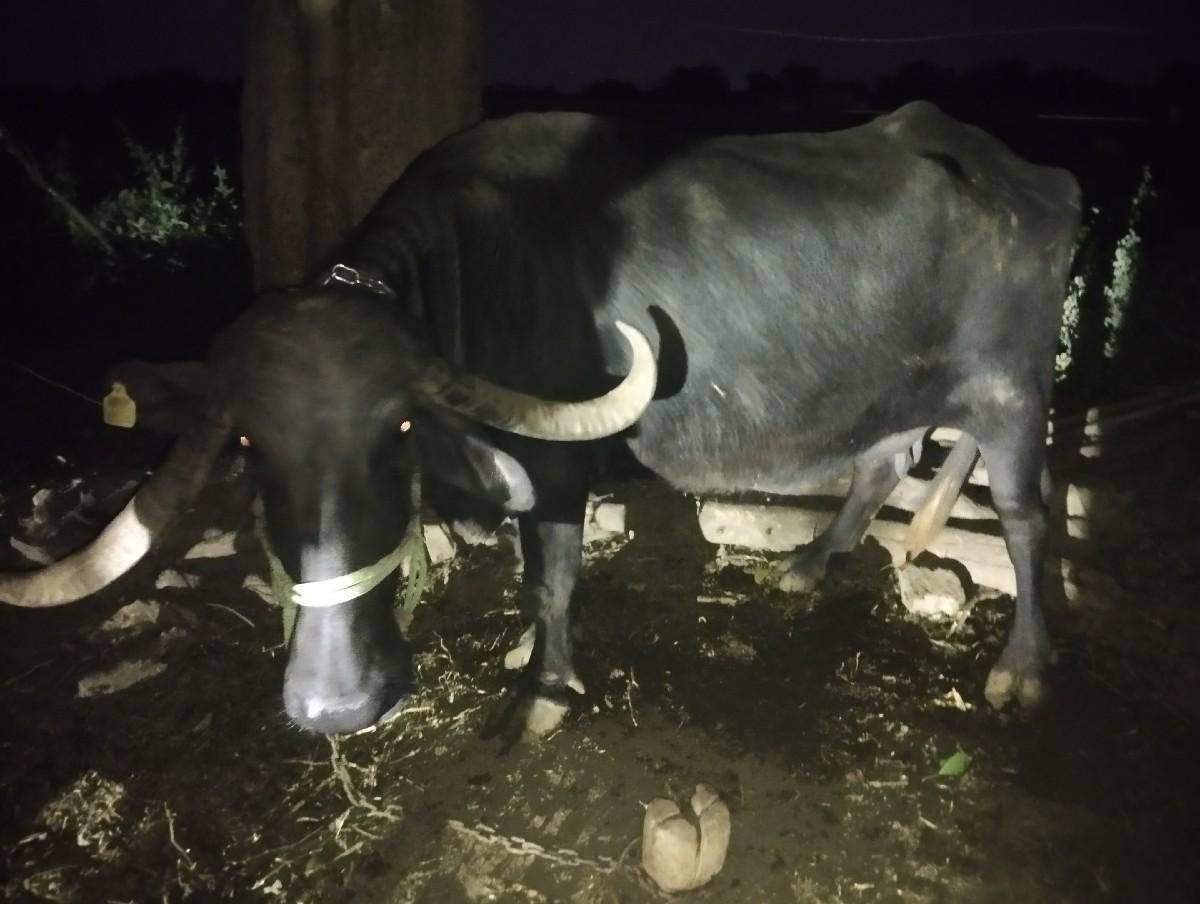 ભેંસ વેચવાની છે