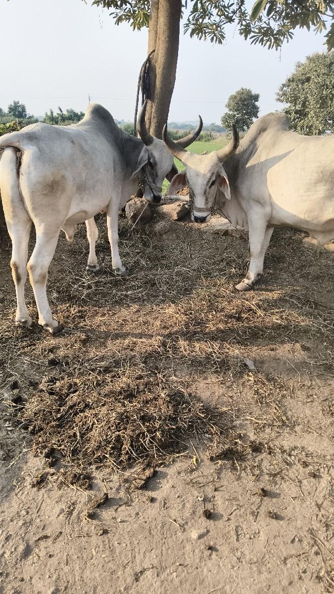 બળદ વેચવાના છે