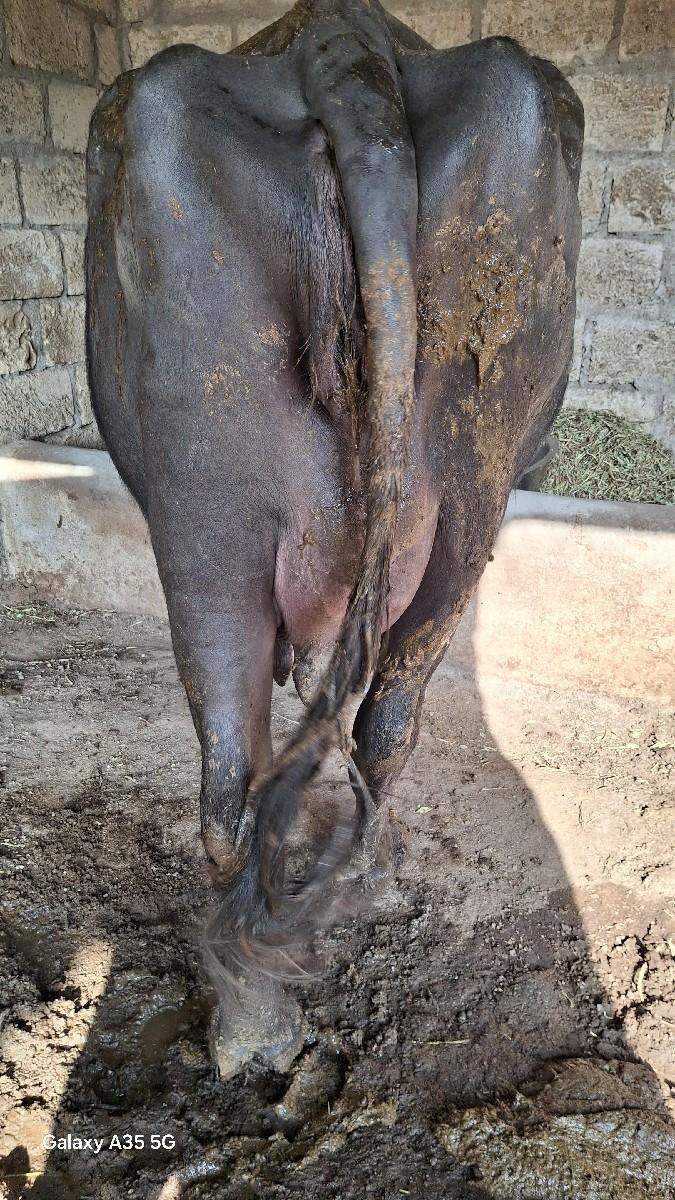 થંબનેલ 3