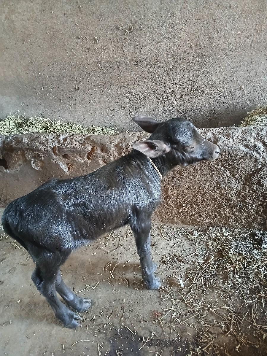 થંબનેલ 3