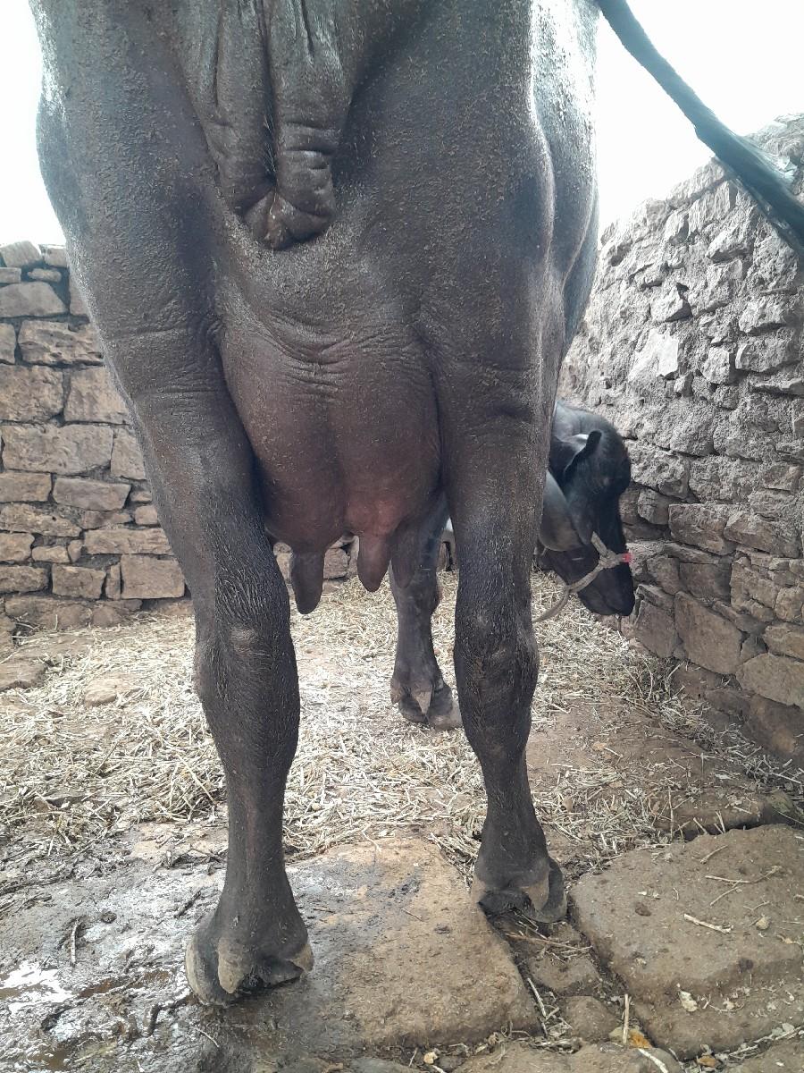 થંબનેલ 2