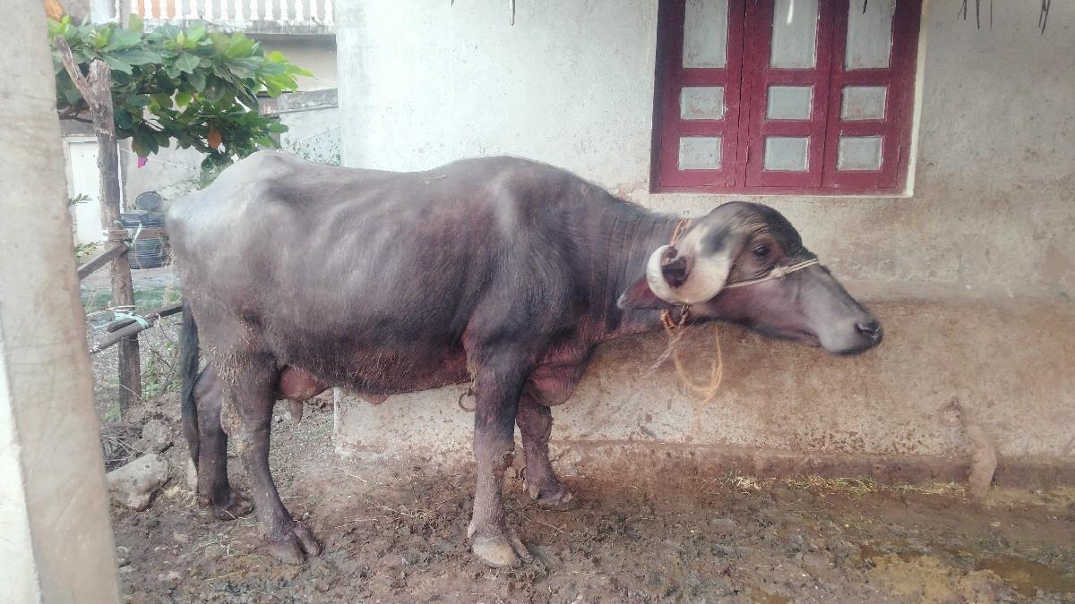 થંબનેલ 2