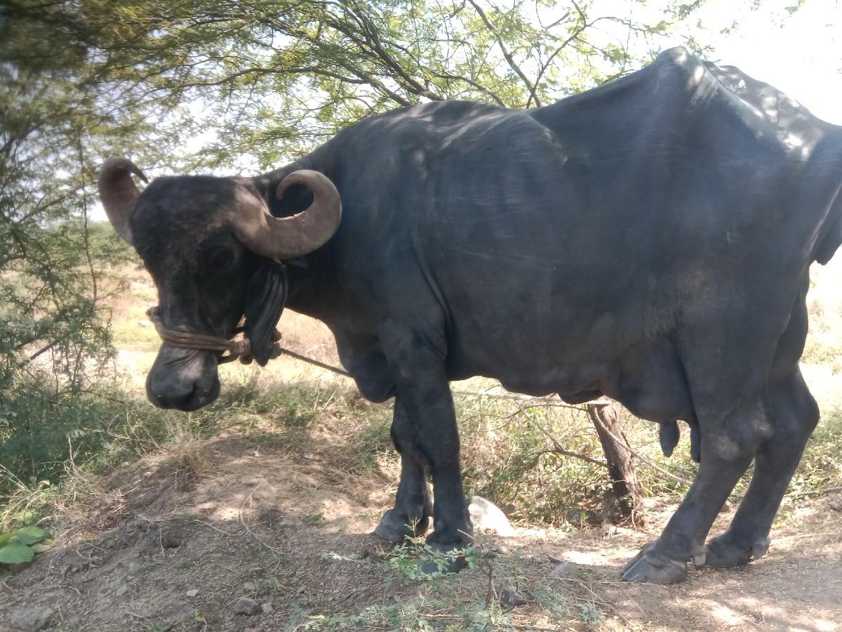 થંબનેલ 3