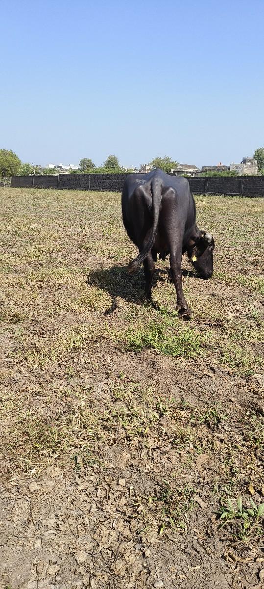 ભેંસ વેચવાની છે