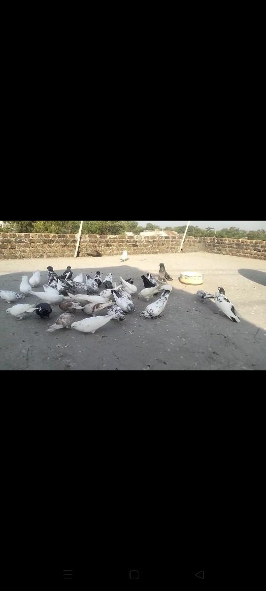 થંબનેલ 3