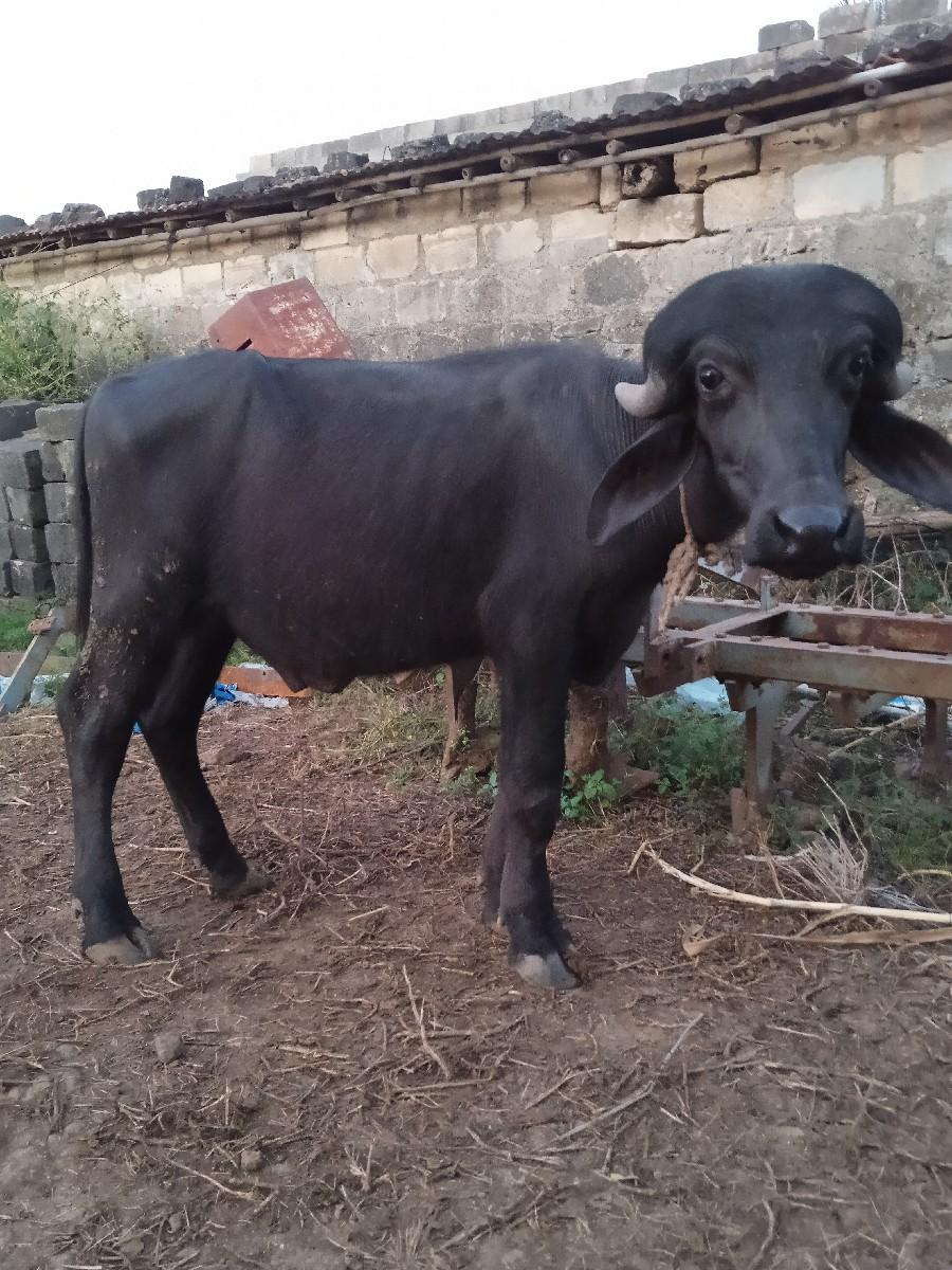 થંબનેલ 3