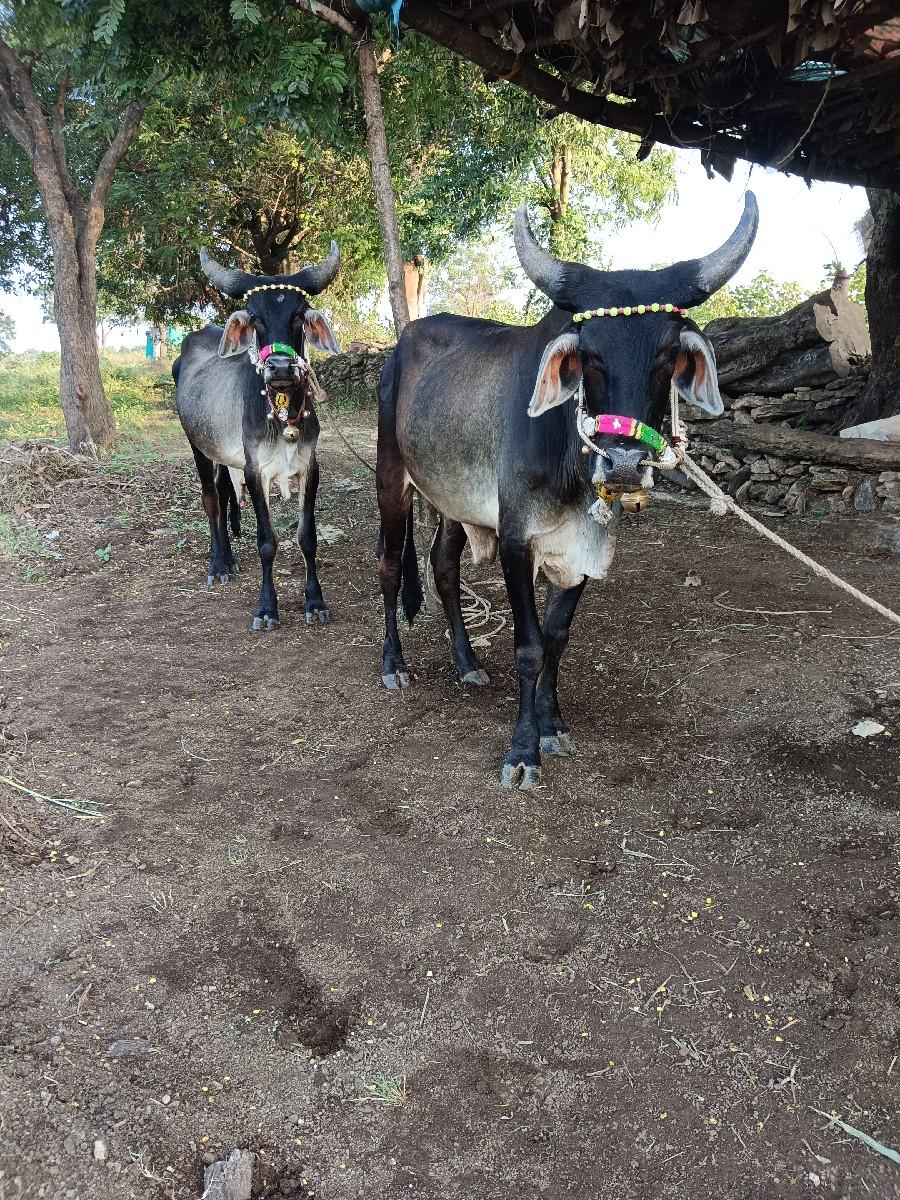 ગોડલા વેચવાના છે અપલોડ છે