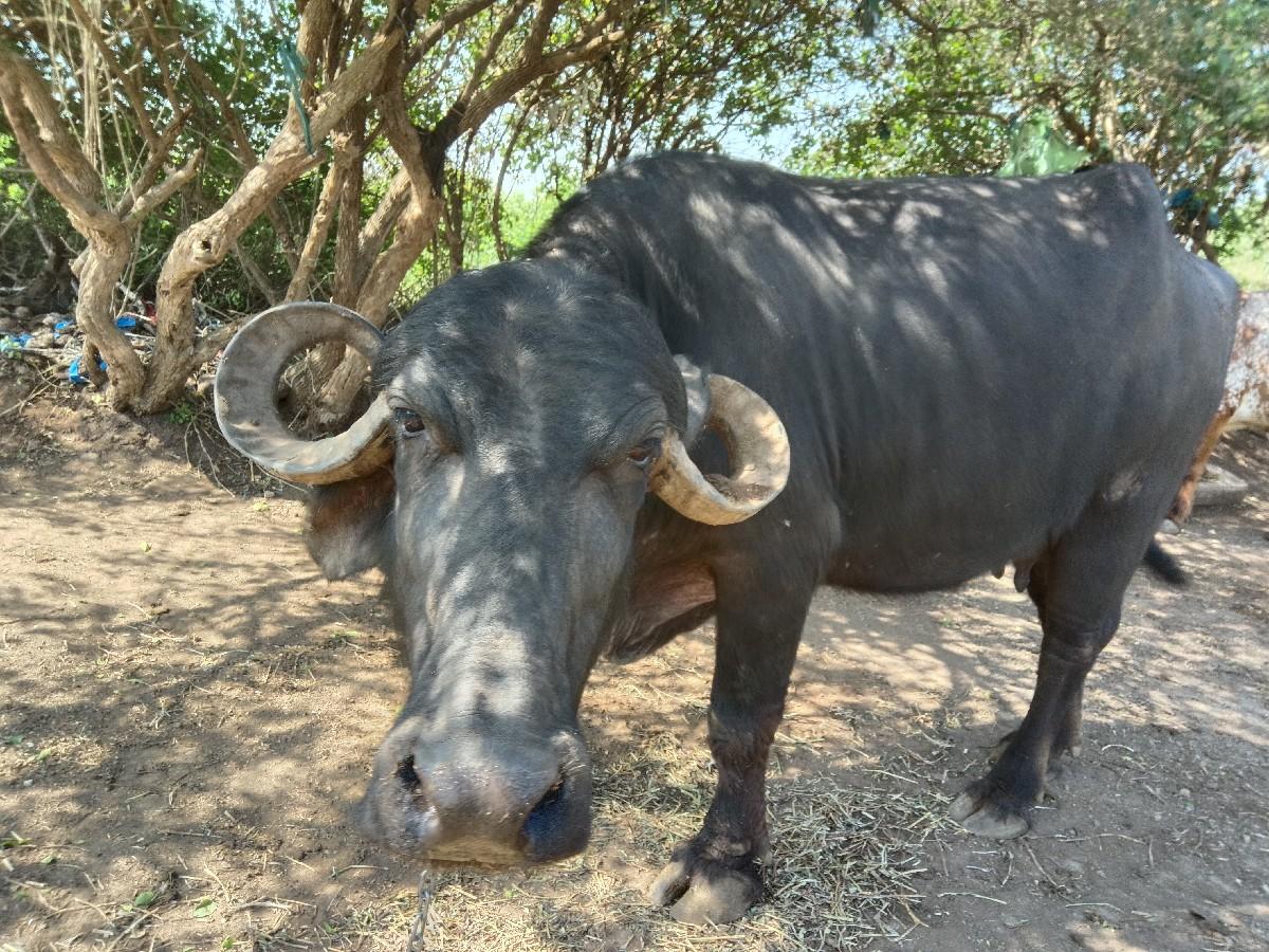 થંબનેલ 2