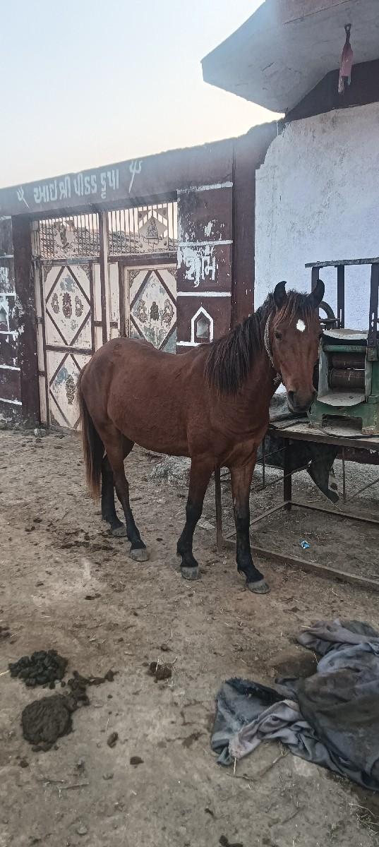 થંબનેલ 3