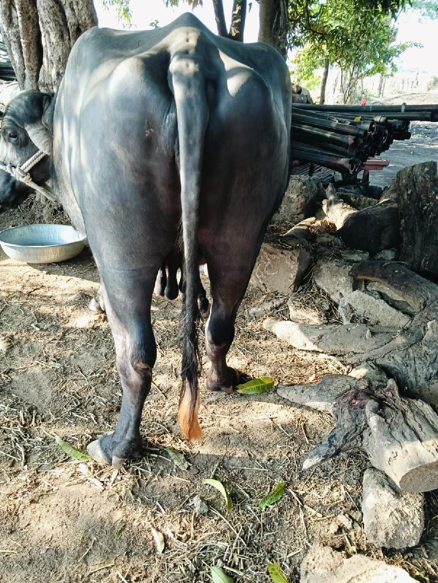 થંબનેલ 2