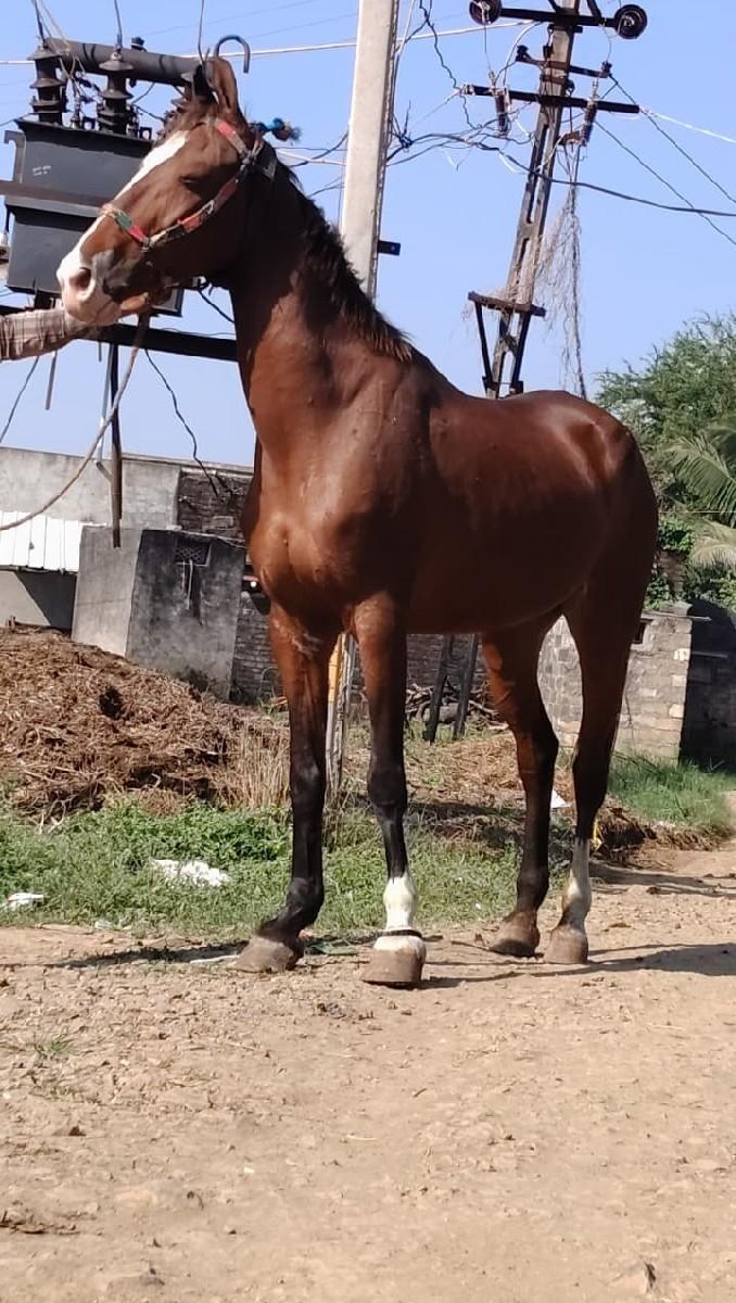 થંબનેલ 4