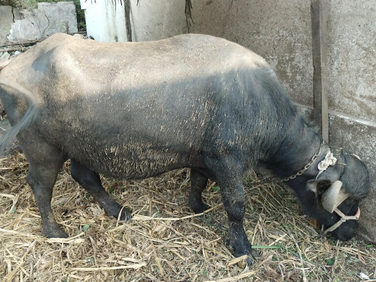 ભેસ વેચવાની છે