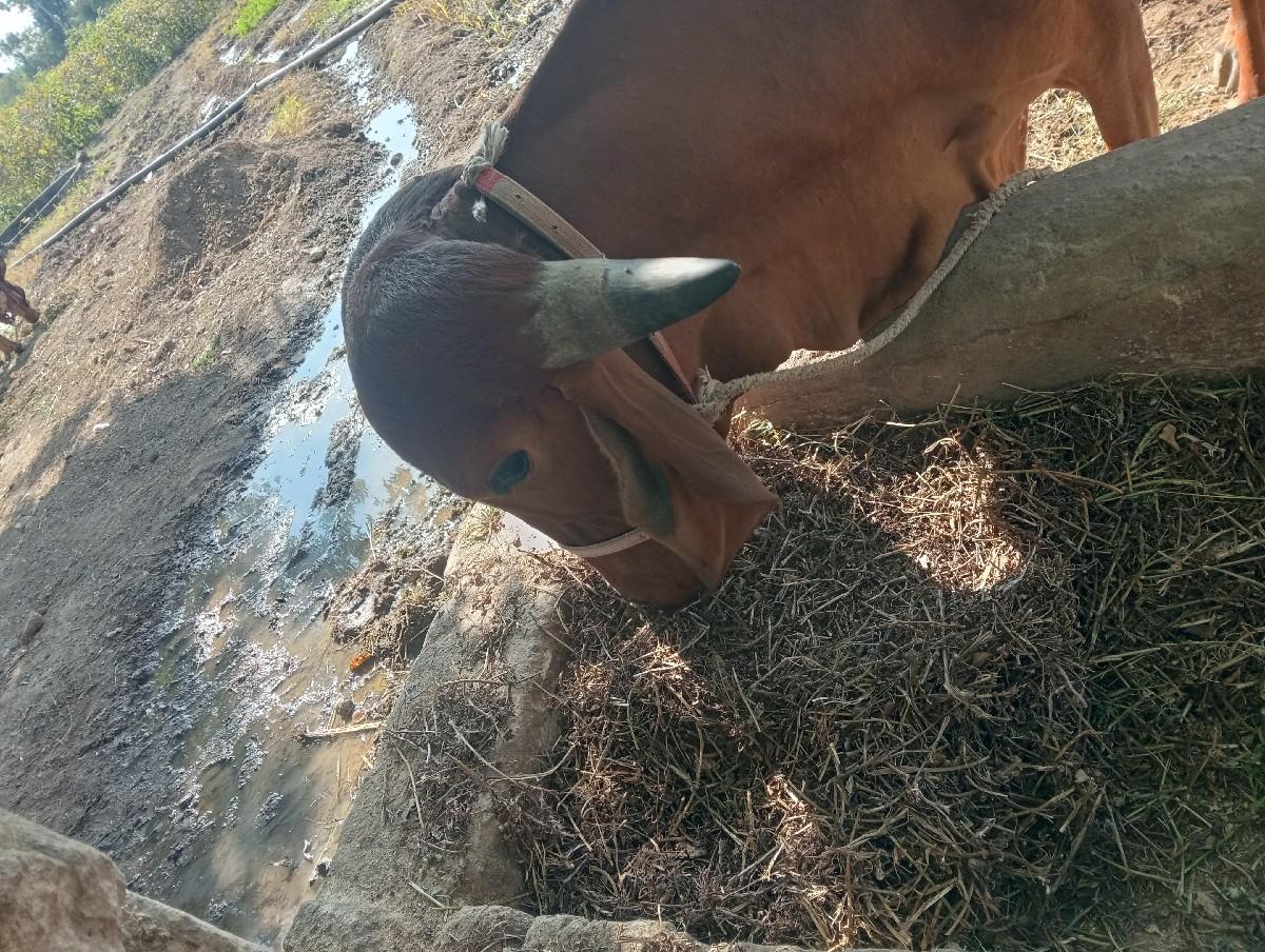 ગીર વાંસલડી