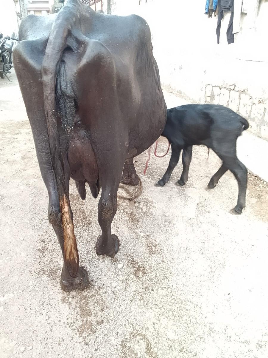 થંબનેલ 2