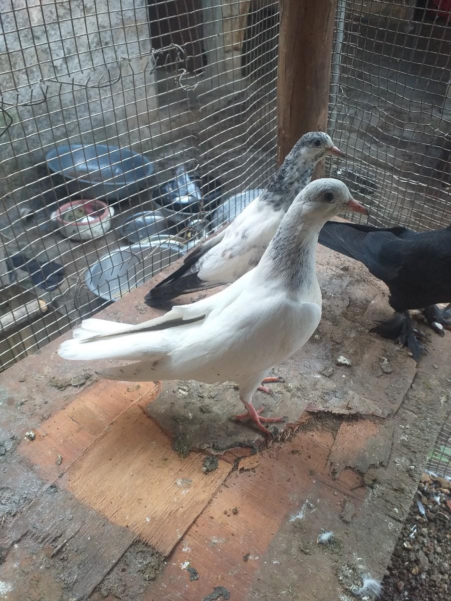 થંબનેલ 2