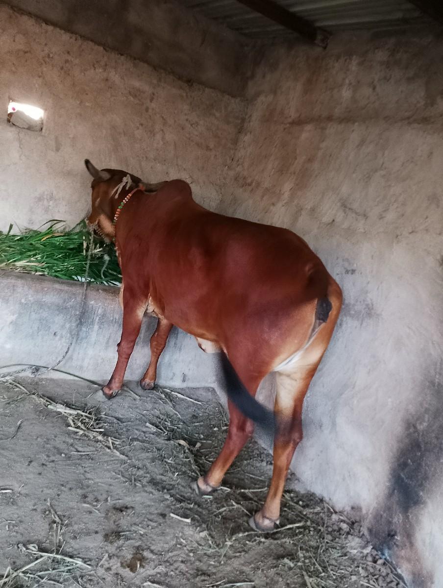 ગાય વેચવાનીછે