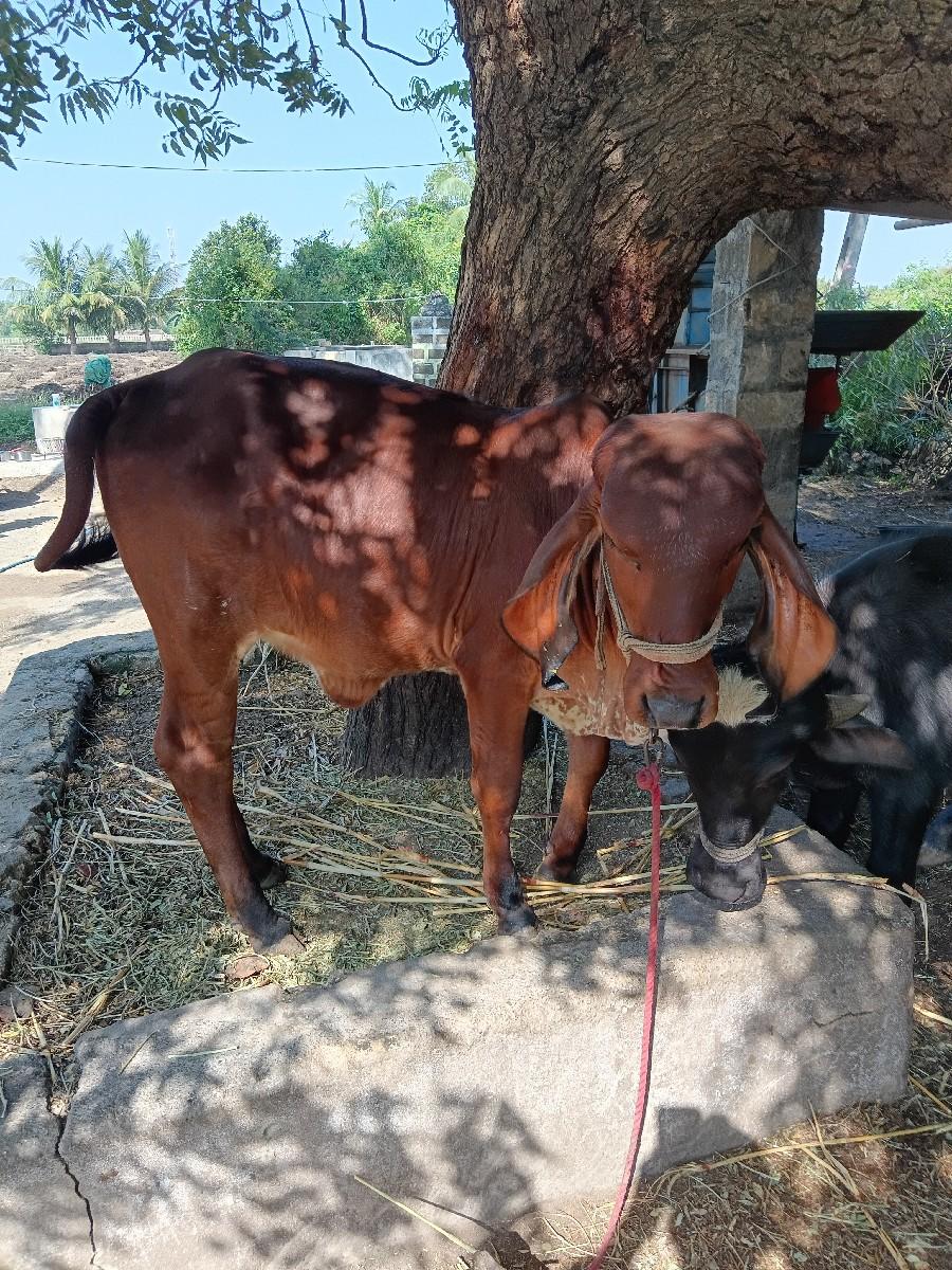 veshvani che 4 mahina ni che