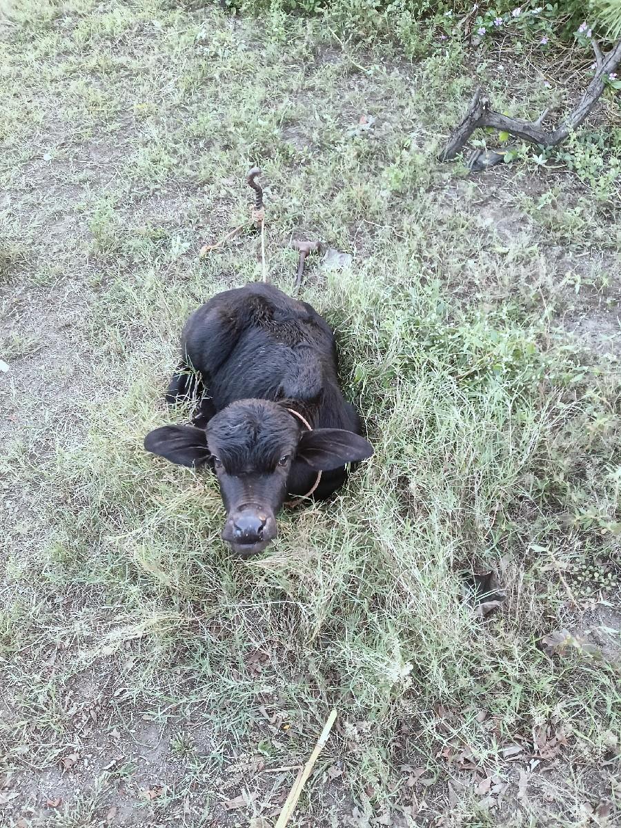 થંબનેલ 3