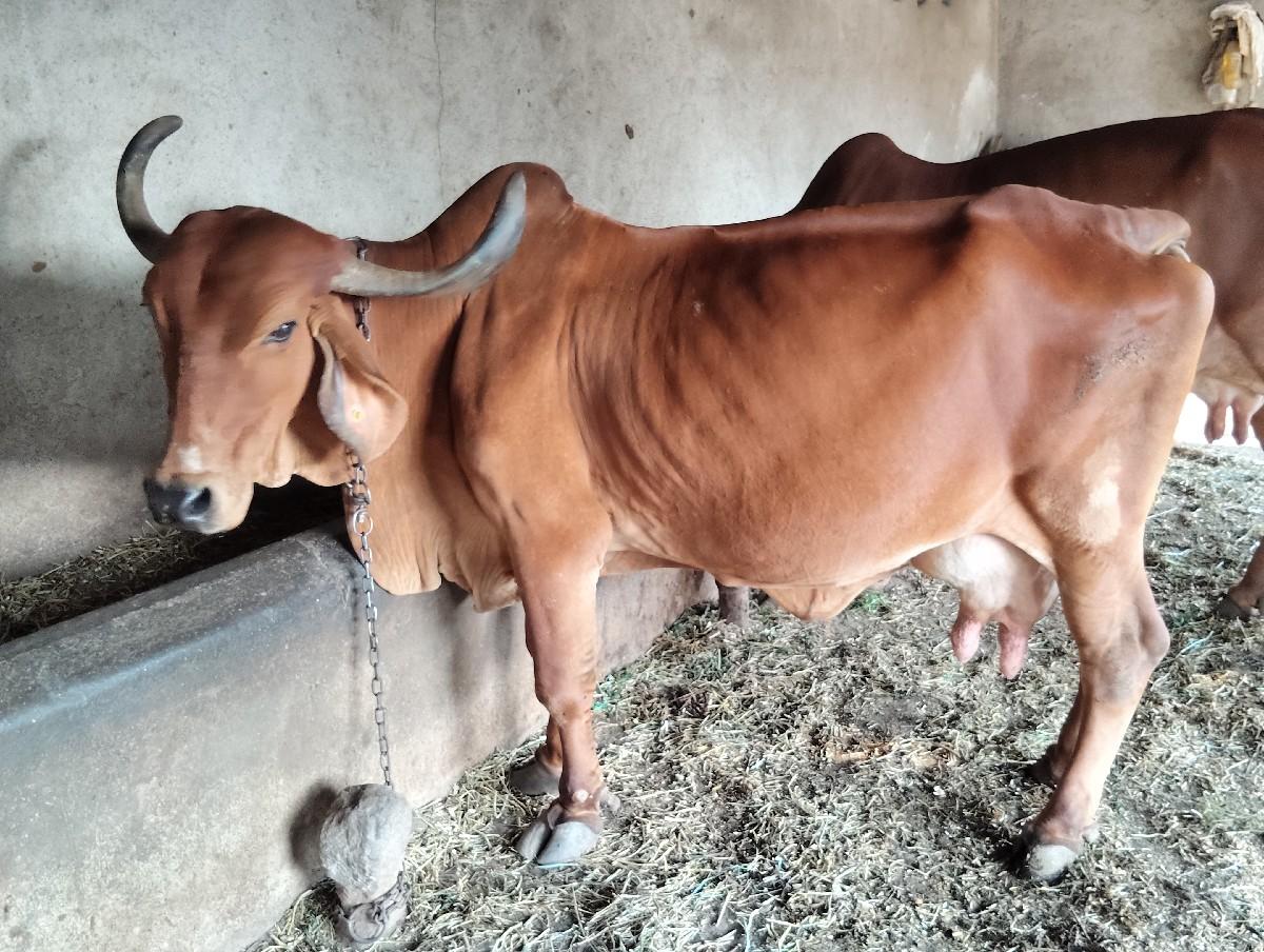ગાય વેચવાની છે