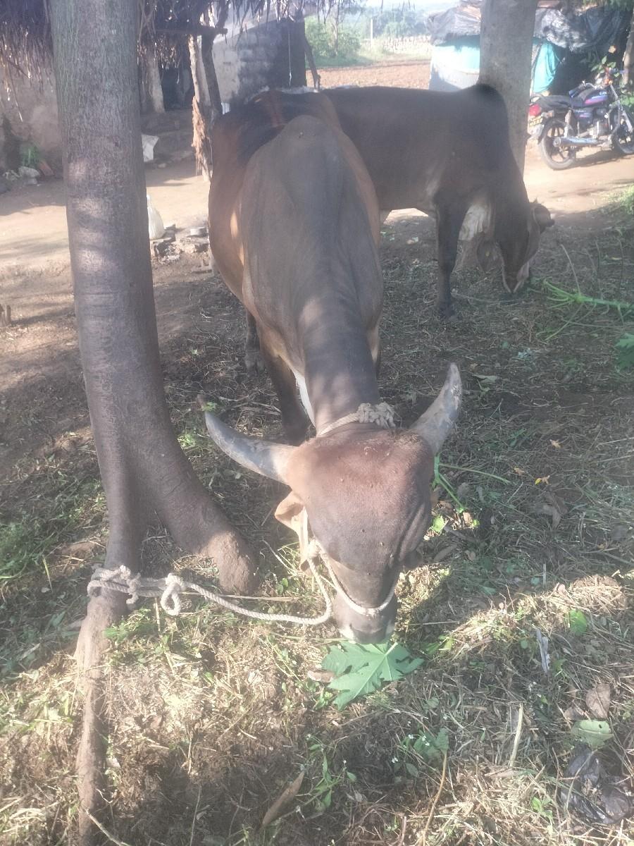 વેચવાની