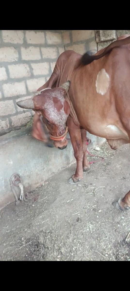 થંબનેલ 2