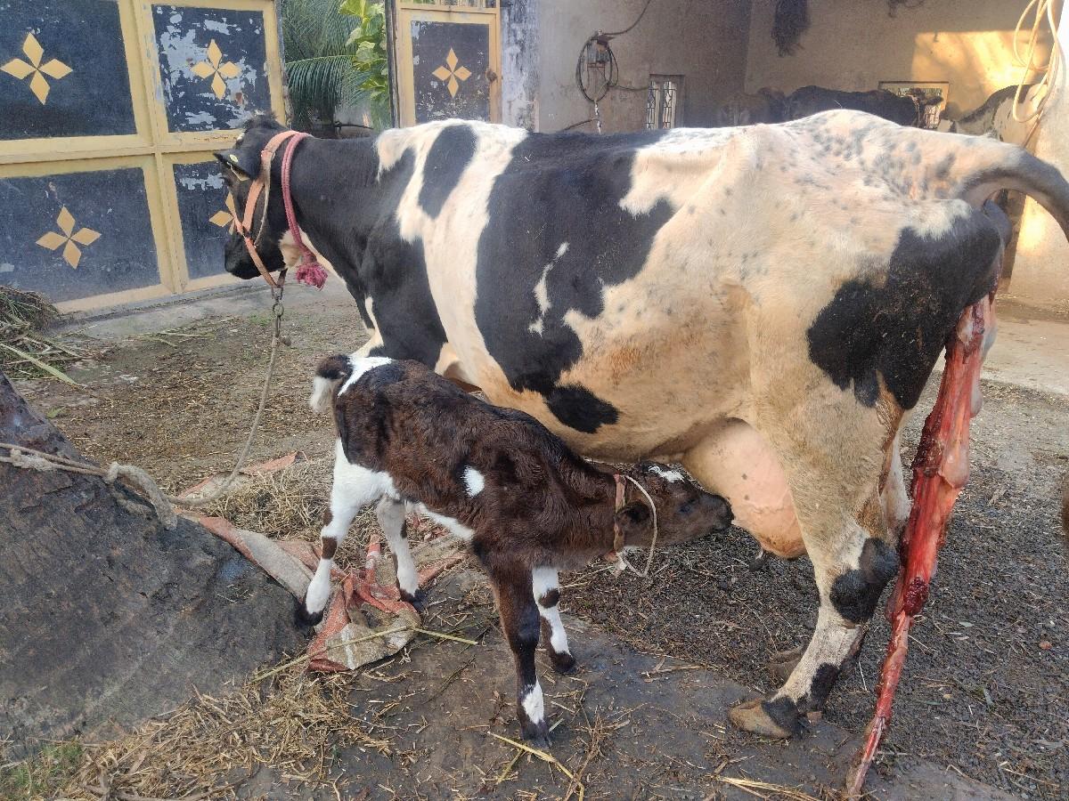 થંબનેલ 2