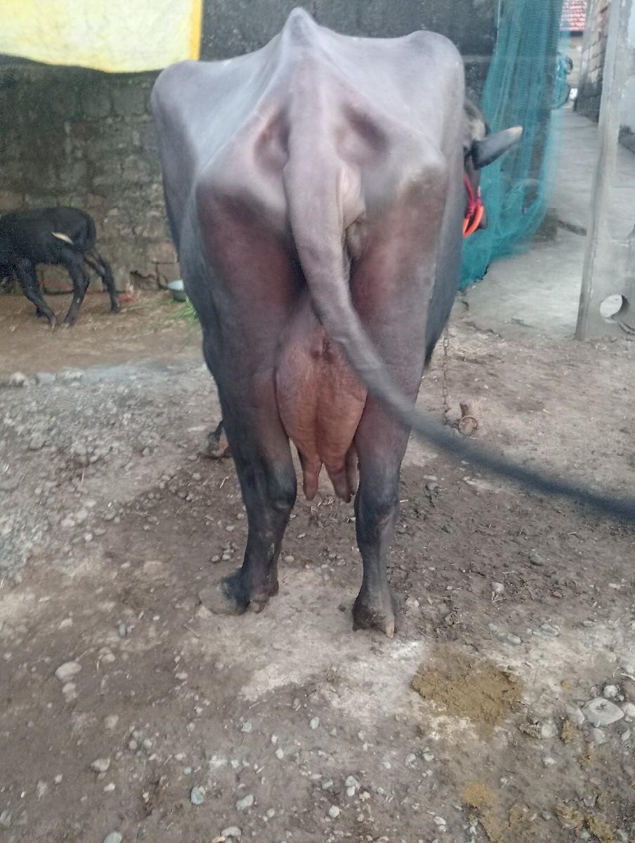 થંબનેલ 2