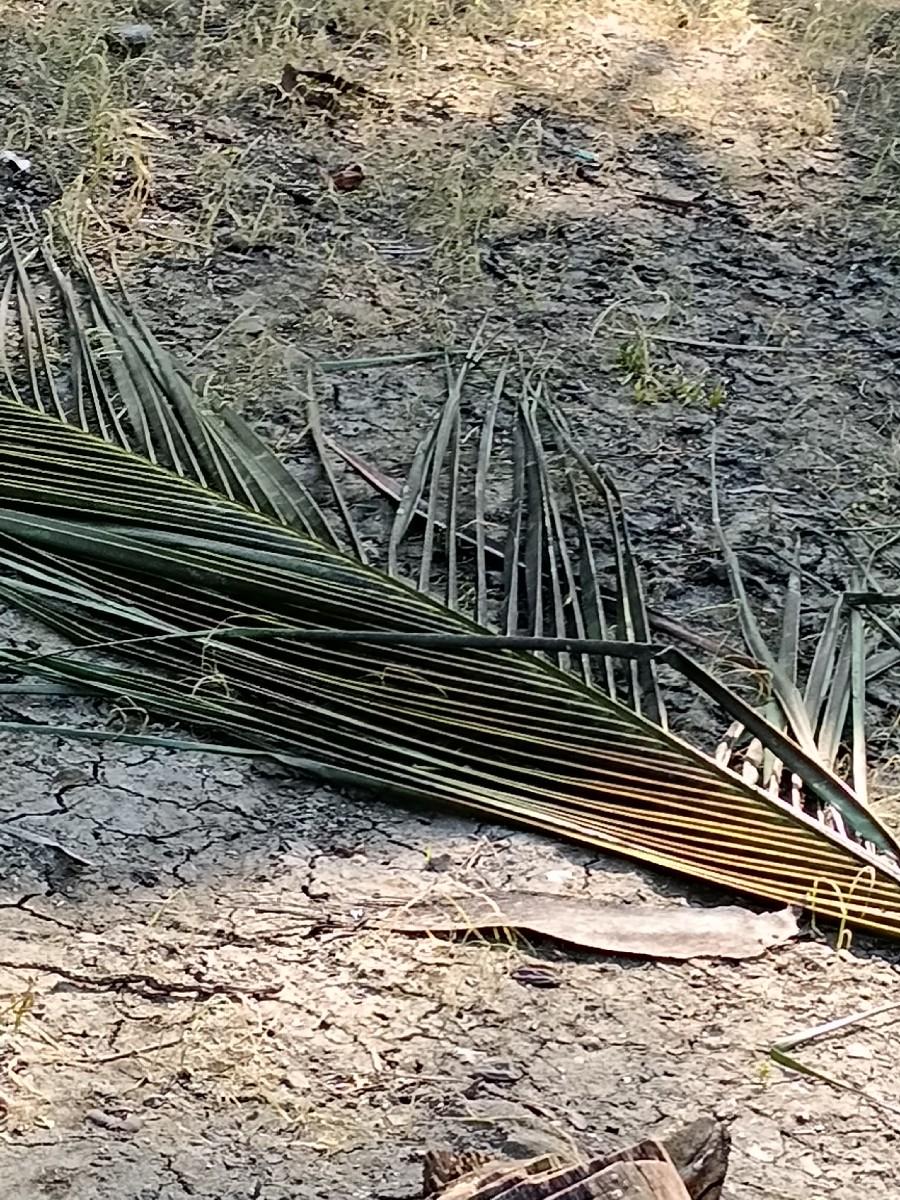 5 વિઘા ના પત્તા દેવાના છે