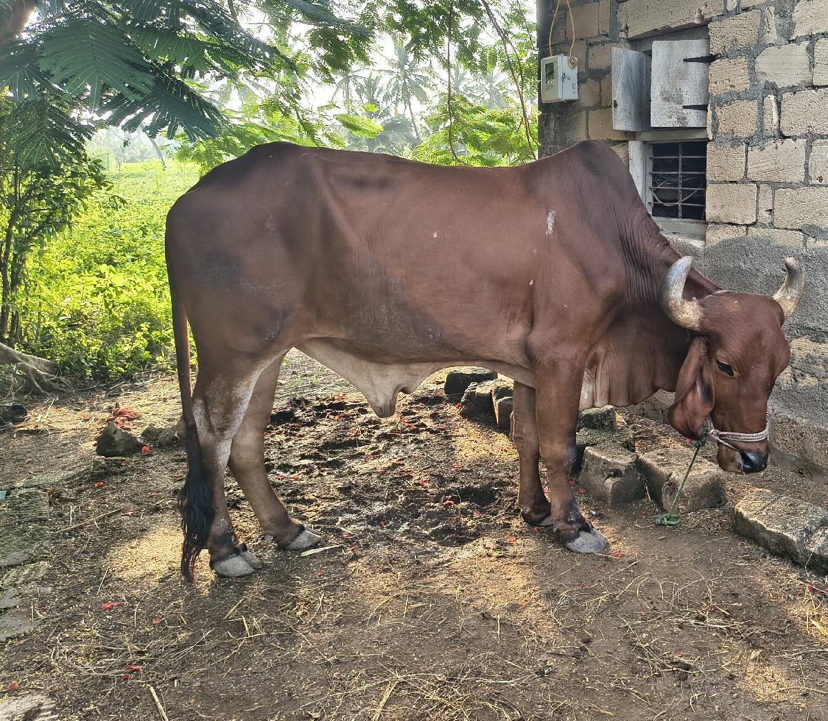 બળદ વેચવાનો છે.