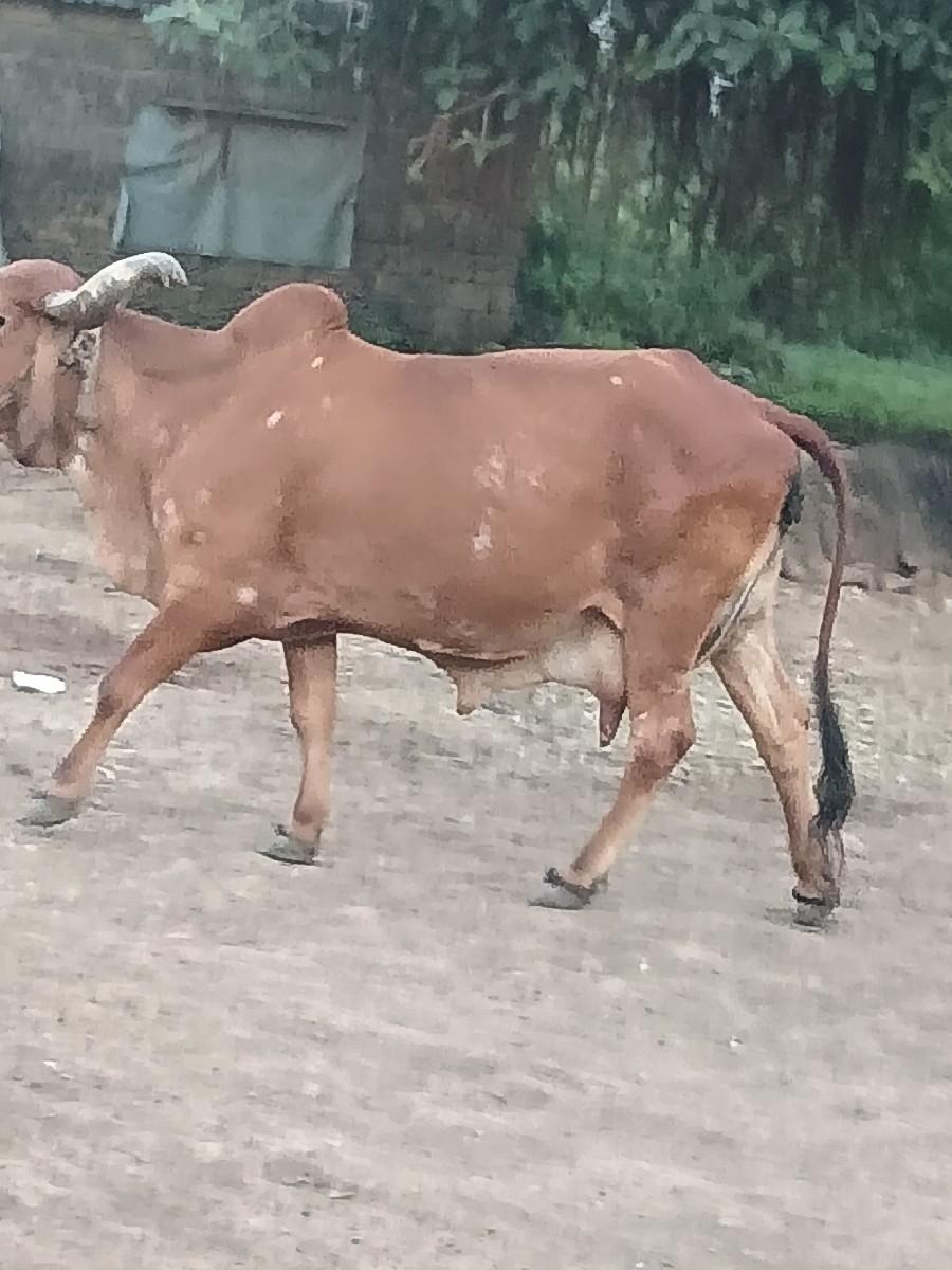 થંબનેલ 3