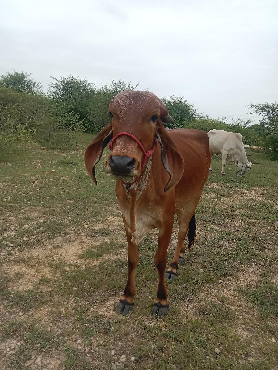 થંબનેલ 2