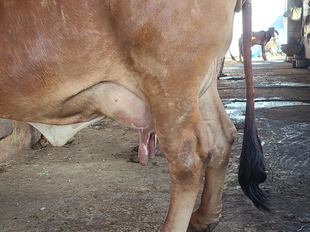 gir gay vechavani chhe