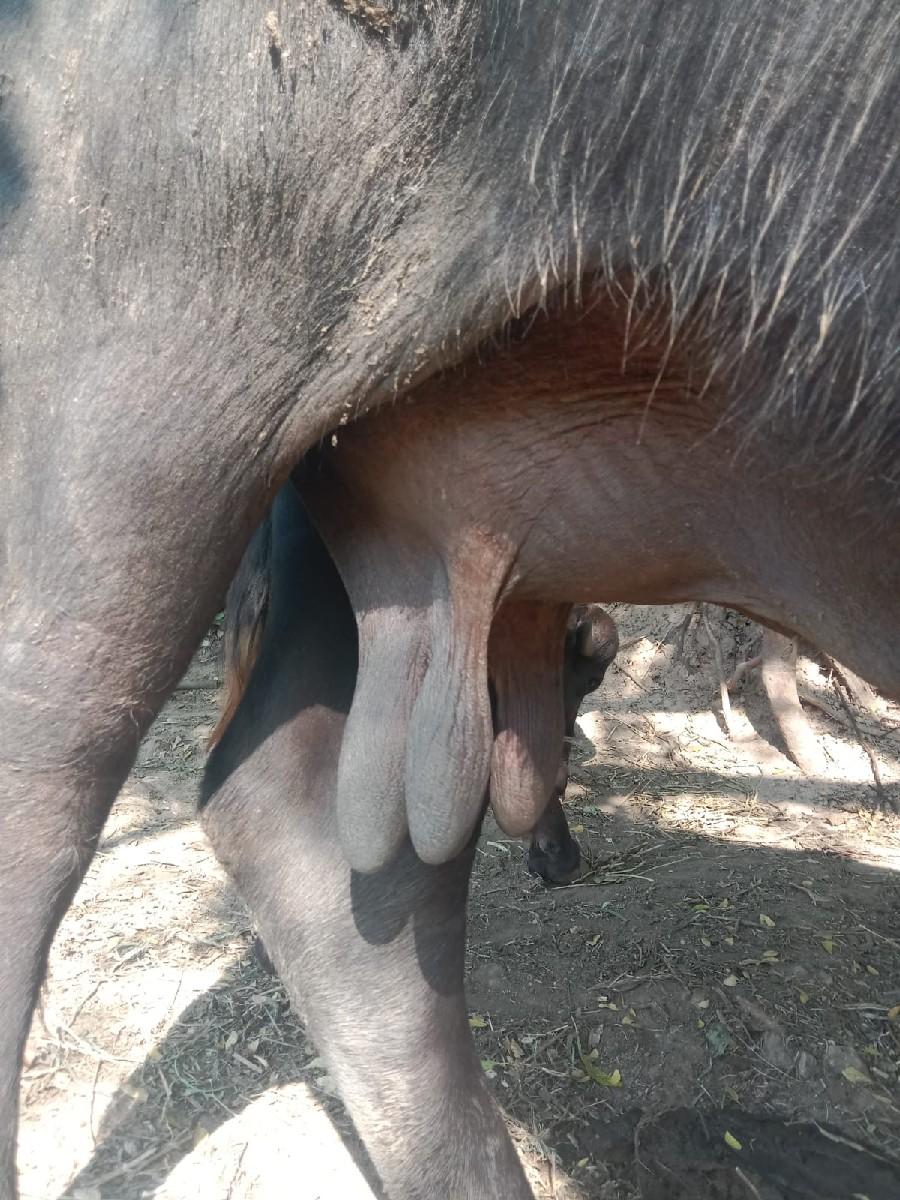 થંબનેલ 2