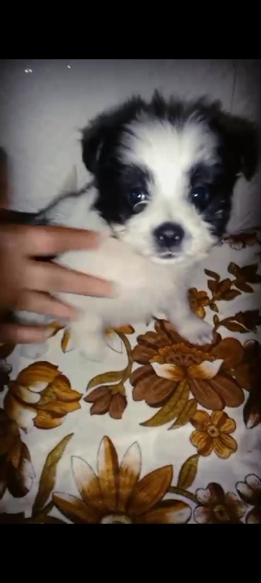 પામોલીય જીરો સાઈઝ